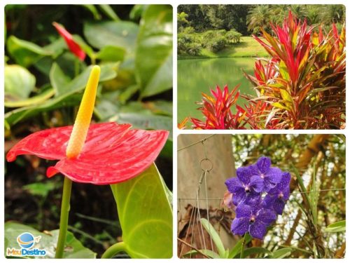 Jardim Botânico