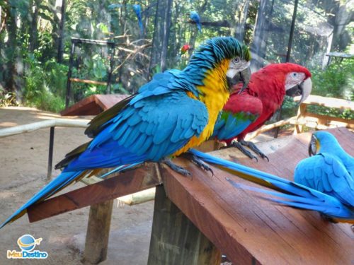 Parque das Aves - Foz do Iguaçu-PR