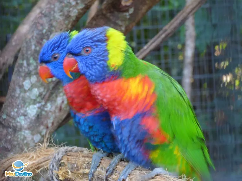 Parque das Aves - Foz do Iguaçu-PR