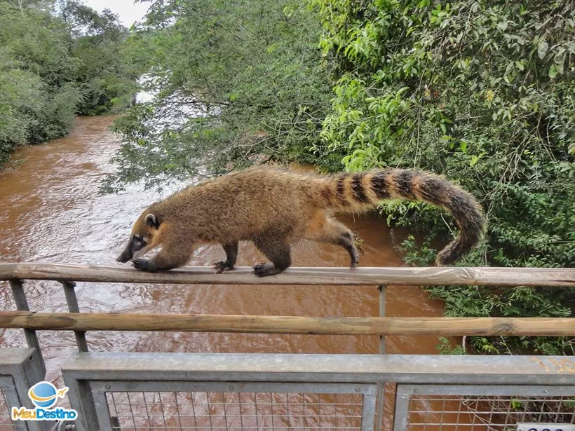 Quati - Parque Nacional do Iguazu - Argentina