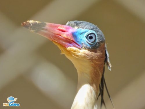 Zoológico de Belo Horizonte - MG