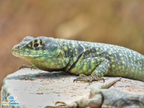 Lagarto