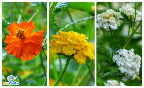 Flores na Praça da Matriz