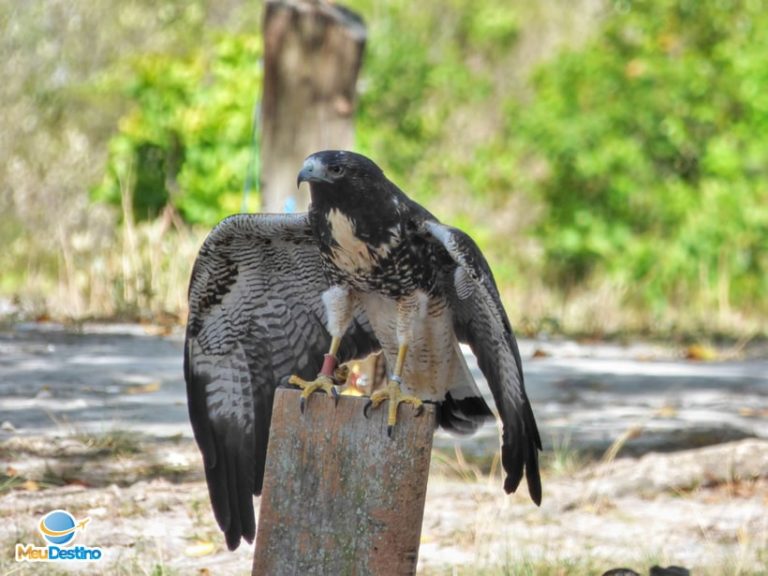 Parque dos Falcões - Itabaiana-SE