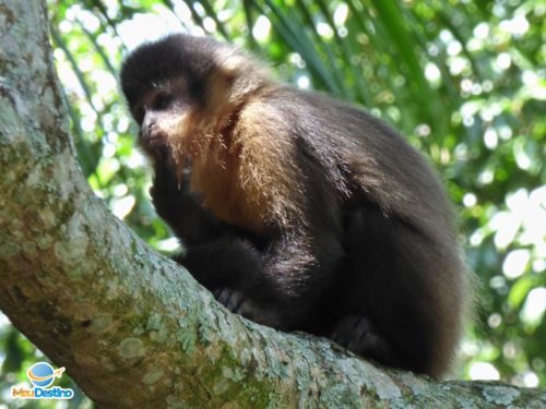 Interação com Macacos