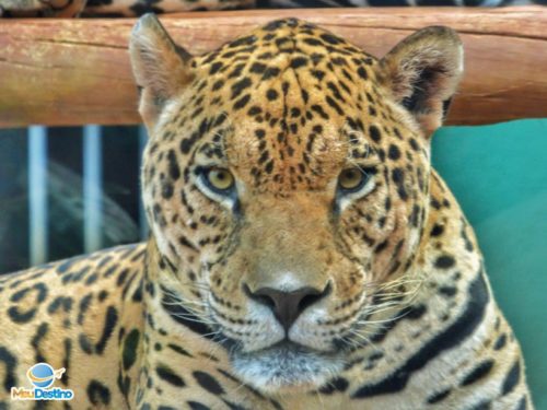 Onça Pintada - Zoológico de Goiânia-GO