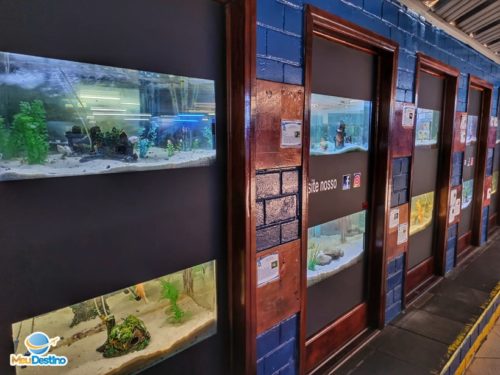 Várias espécies de peixes