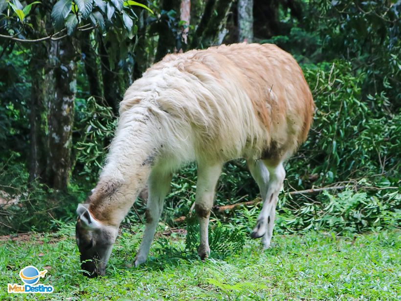 Parque Oschin - Monte Verde-MG